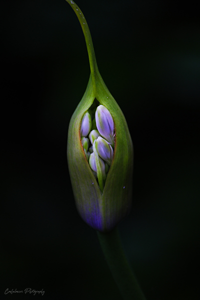 Agapanthus flowers about to bloom