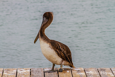 Mutilated Pelican
