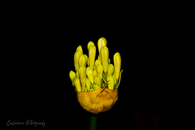 Agapanthus ready to blossom