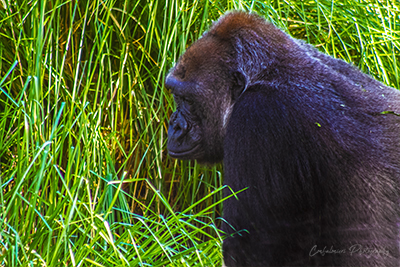 Western Lowland Gorilla.jpg