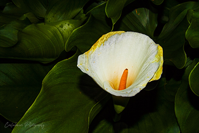 White Flower in Stanley Park Vancouver - Canada.jpg