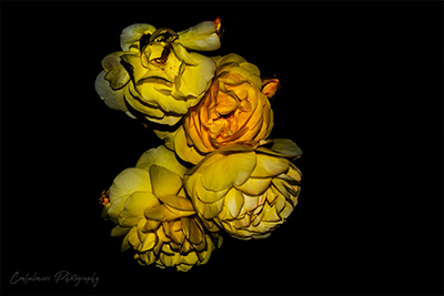 Yellow Rose in Stanley Park Vancouver - Canada.jpg