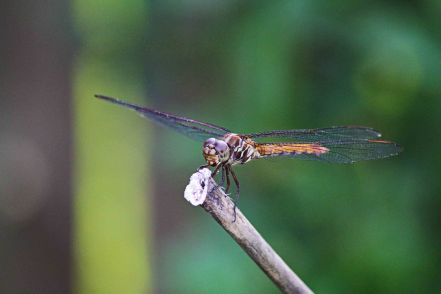 Dragonfly A