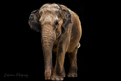 Elephant (Black background)
