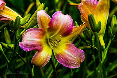 flower-at-butchart-gardens-victoria-island-bc-canada-19