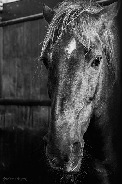 Horse - Musee du Cheval - Chantilly - France B&amp;W