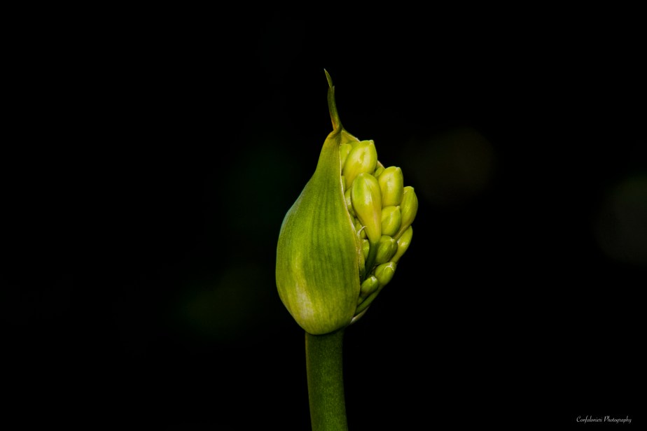 Agapanthus ready to blossom A (L)