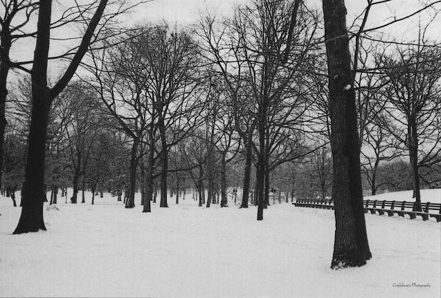 Manhattan Central Park covered by snow3 copy B&amp;W (L)