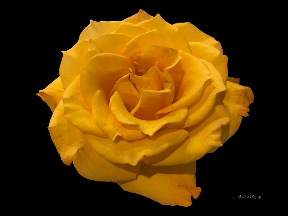 Yellow Rose - Black Background (L)