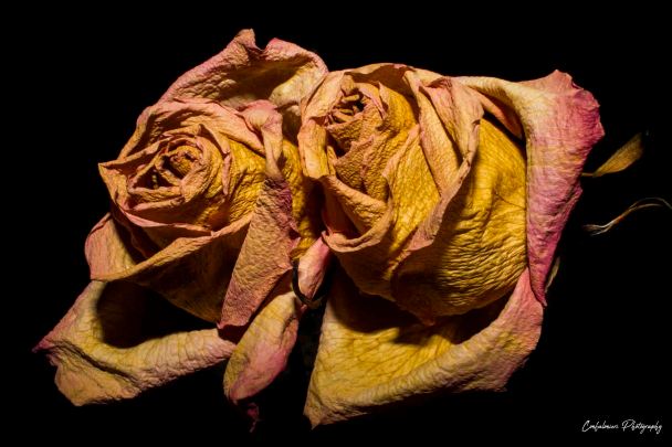 Two decaying pink roses