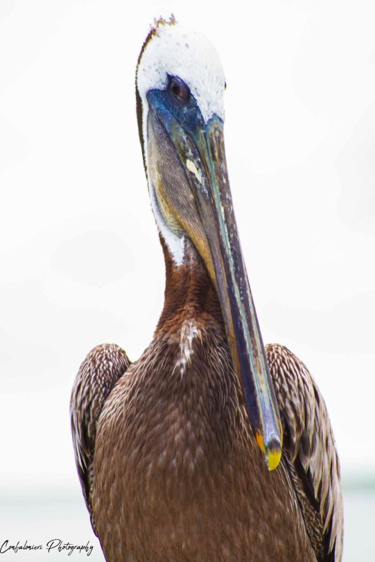 Pelican face