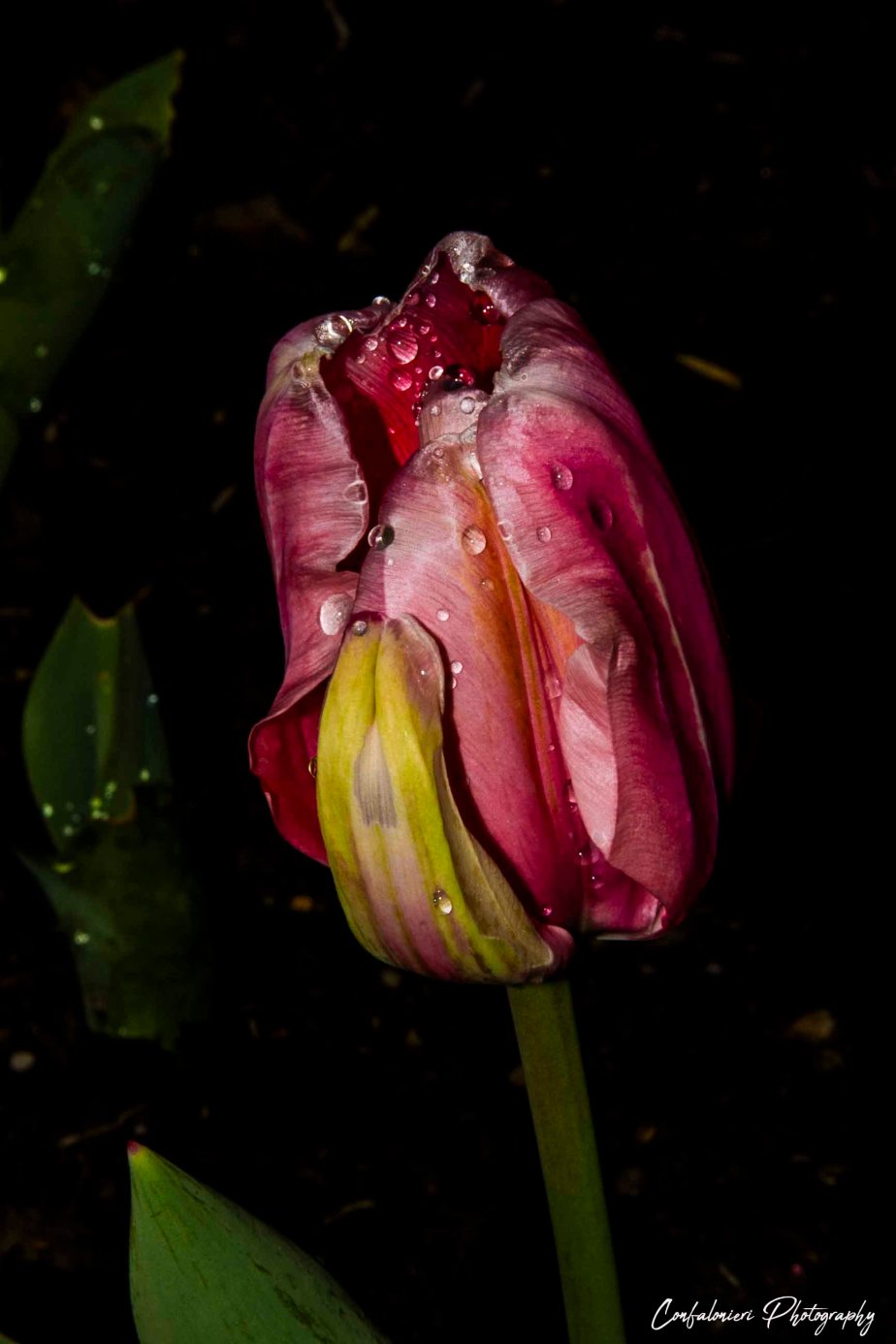 Tulip with morning dew (low)
